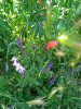 IMG_20170526_153152.jpg