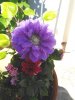 IMG_20170526_153000.jpg