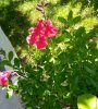 IMG_20170526_153614.jpg