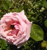 IMG_20170526_153646.jpg
