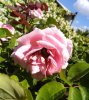 IMG_20170526_153825.jpg