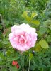 IMG_20170526_154137.jpg