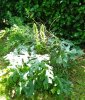 IMG_20170526_153317.jpg
