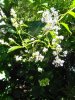 IMG_20170526_153349.jpg