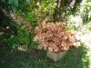 IMG_20170526_153955.jpg