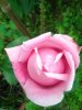 Rosa figlia di Gloire de Guilan.jpg