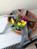 viole del pensiero.jpg viole del pensiero.jpg
