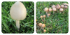 funghi.png