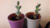 20170603_133619.jpg