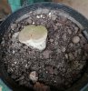 lithops.jpg