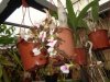 encyclia cordigera rosea - Copia.JPG