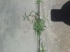 20170607_130435.jpg