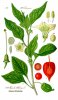 physalis_alkekengi.jpg