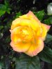 IMG_20170602_081707.jpg