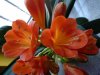 Clivia1.jpg