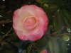 DSC02275.jpg