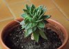 echeveria.jpg