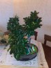 24122010596.jpg