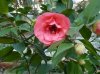 camelia2_2.jpg