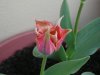 p1010002.jpg