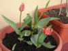 p1010008.jpg