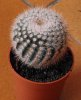 cactus-nuovo.jpg