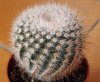 cactus-nuovo-2.jpg
