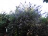 IMG_20170612_064616.jpg