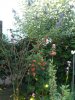 IMG_20170612_064707.jpg