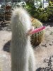 Cleistocactus strausii~02.JPG