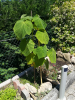 Paulownia 2.png