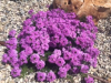 fiori.png