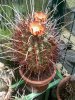 Glandulicactus uncinatus.jpg