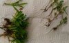 IMG-20170618-WA0000.jpg