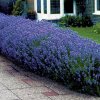 siepe-di-lavanda_NG3.jpg