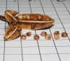 Iris_sibirica_DP5.jpg