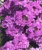 fiori2.jpg