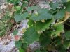 campanula-isophylla5-finale-dicembre-2007.jpg