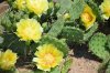 Opuntia Humifusa.jpg