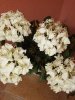 20170628_120413.jpg