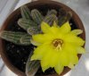 chamaecereus giallo.JPG