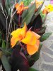 IMG_20170630_091329.jpg