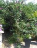 IMG_20170623_094515.jpg