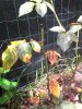 IMG_20170702_120355_2CS.jpg