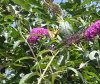 IMG_20170710_114751.jpg