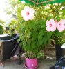 IMG_20170712_145030.jpg