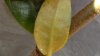 DSC05966.JPG