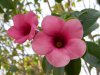 allamanda blanchetii.jpg