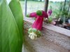 Dichelostemma ida-maia.jpg