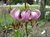 Lilium artagon.jpg